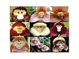 100 PCS cara del mono orquídea tropical de la mezcla Semillas Planta rara flor exótica Bonsai foto / 4,99 €