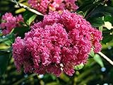 50 Semillas de Arbol de Jupiter (Lagerstroemia indica) foto / 3,89 €