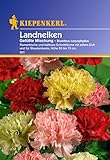 Sperli Blumensamen Landnelken gefüllte Mischung, grün foto / 2,01 € (2,01 € / stück)