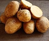 Golden Yukon Nuggets Heirloom Potato Seed 3lbs Virus Free Non GMO photo / $16.99 ($0.35 / Ounce)