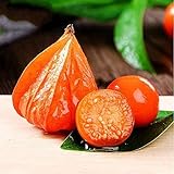 200 Piezas Physalis Peruviana Semillas Que Cultivan Frutos De Grosella Espinosa Heirloom No Transgénicos En El Jardín Crecimiento Natural Fácil De Manejar Adecuado Para Principiantes foto / 4,99 €