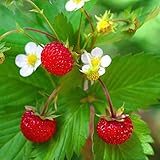 Outsidepride Strawberry Vesca Baron - 5000 Seeds photo / $5.49