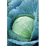 Stonehead Cabbage Seeds (60+ Seed Package) photo / $6.69