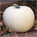 El paquete de 15 semillas, semillas de calabaza blanca Lumina (Cucurbita maxima) foto / 17,40 €