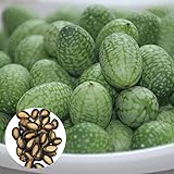 Semillas de frutas de flores 50pcs / Bolsa Cucamelon Semillas pequeñas creativas especial mini sandía Cucamelon Semillas para jardín - Semillas de cucamelon crecen su propio jardín foto / 0,01 €