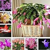 Schlumbergera Lot de 20 graines de cactus pour pot de fleurs Bonsaï Purifiant Air Plant – Schlumbergera Graines de fleurs graines de légumes graines de fruits de jardin photo / 3,44 €