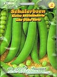 Schalerbsen 'Kleine Rheinländerin' sehr frühe Sorte, 50 cm hoch foto / 2,63 €