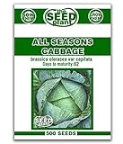 All Seasons Cabbage Seeds - 500 Seeds Non-GMO photo / 