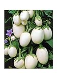 Aubergine White Mini - Eierfrucht - 20 Samen foto / 1,60 €