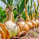 David's Garden Seeds Onion Short-Day Texas Grano 1015Y 1766 (Yellow) 200 Non-GMO, Heirloom Seeds photo / $4.45