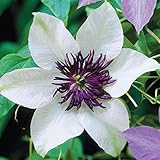 50 White and Purple Clematis Seeds Bloom Climbing Perennial Flowers Seed Flower Vine Climbing Perennial photo / $9.99