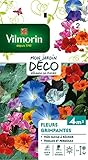 Vilmorin 5860642 Pack de Graines Fleur Grimpante photo / 5,80 €