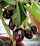 Auberginen Eierfrucht Mini Aubergine Patio Baby Samen foto / 3,50 €