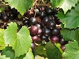 Large Black Muscadine Seed - Self Fertile Native Grape Seeds (0.5gr to 3.0gr) photo / $13.99