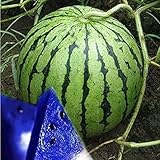 MITRAEE Fresh 100pcs Watermelon Fruit Seeds for Planting Blue photo / $10.50