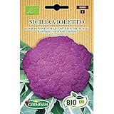 Germisem Orgánica Sicilia Violetto Semillas de Coliflor 1 g (ECBIO3000) foto / 3,99 €