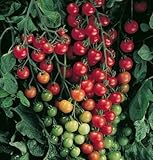 David's Garden Seeds Tomato Cherry Supersweet FBA 1010 (Red) 25 Non-GMO, Hybrid Seeds photo / $6.95