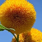 Teddy Bear Sunflower Seeds | 20 Seeds | Exotic Garden Flower | Sunflower Seeds for Planting | Great for Hummingbirds and Butterflies photo / $6.96 ($0.35 / Count)