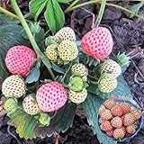 Big Pack Rare Fresh Seeds for Planting (White Strawberry-2000+ Seeds) photo / $8.99