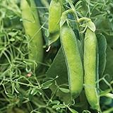 Burpee Masterpiece Pea Seeds 200 seeds photo / $5.60