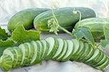 Ashley Slicing Cucumber Seeds, 50 Heirloom Seeds Per Packet, Non GMO Seeds, Botanical Name: Cucumis sativus, Isla's Garden Seeds photo / $5.99 ($0.12 / Count)