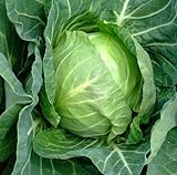 Copenhagen Market Early Cabbage Seeds, 300 Heirloom Seeds Per Packet, Non GMO Seeds, (Isla's Garden Seeds), Botanical Name: Brassica oleracea photo / $5.99 ($0.02 / Count)