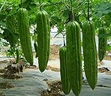 20 Bitter Melon Seed(s)-ASFP Green Skin Bitter Gourd Ku Gua 青皮苦瓜, Can Grow in Pot or Tray photo / $16.22