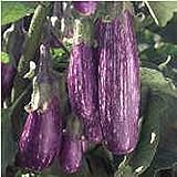 Unbrandred Fairy Tale Eggplants Seeds (25+ Seeds)(More Heirloom, Organic, Non GMO, Vegetable, Fruit, Herb, Flower Garden Seeds (25+ Seeds) at Seed King Express) photo / $3.69