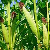 50 Piezas De Semillas De Maíz Cultivos Saludables Fáciles De Sobrevivir Jardín De Casa Al Aire Libre Plantación De Campo Cosecha De Otoño Amplia Gama De Usos Cultivos foto / 4,99 €