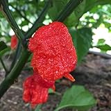 Wayland Chiles Carolina Reaper Seeds (Red) photo / $9.50