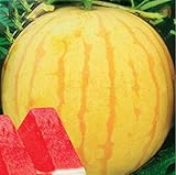 30Seeds Heirloom jaune peau rouge pastèque sans pépins Graines Service Pack 13% de sucre doux graines juteux bonsaï fruits photo / 14,47 €