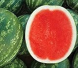 David's Garden Seeds Fruit Watermelon (Seedless) Chunky (Red) 25 Non-GMO, Hybrid Seeds photo / $9.95