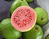 Guayaba frutas tropicales Psidium guajava semillas de árboles de guayaba exótica comestible 15 SEMILLAS foto / 1,99 €