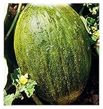 Semillas de melón valenciano temperano - verduras - cucumis melo - 90 semillas aproximadamente - las mejores semillas de plantas - flores - frutas raras - melones valencianos - idea de regalo original foto / 10,32 €