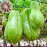 Semillas Semillas de chayote, 20Pcs / Bolsa de chayote Sol necesitan vitamina nutritiva incluidas semillas de la planta de chayote natural para jardín foto / 0,21 €