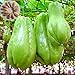 foto Semillas Semillas de chayote, 20Pcs / Bolsa de chayote Sol necesitan vitamina nutritiva incluidas semillas de la planta de chayote natural para jardín