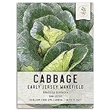 Seed Needs, Early Jersey Wakefield Cabbage (Brassica oleracea) Single Package of 300 Seeds Non-GMO photo / $5.85