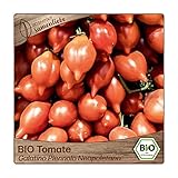 Samenliebe BIO Tomaten Samen alte Sorte Galatino Piennolo Neapoletano süße Kirschtomate Cherrytomate rot 10 Samen samenfestes Gemüse Saatgut für Gewächshaus Freiland und Balkon BIO Gemüsesamen foto / 3,39 €