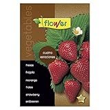 SEMILLAS FRESAS CUATRO ESTACIONES foto / 1,50 €