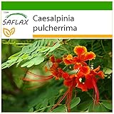 SAFLAX - Pequeño flamboyan - 10 semillas - Con sustrato estéril para cultivo - Caesalpinia pulcherrima foto / 4,45 €