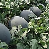 30Pcs Black Diamond Watermelon Seeds Non GMO Seeds Fruit Seed ,for Growing Seeds in The Garden or Home Vegetable Garden photo / $6.99