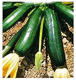 Semillas de calabacín negro de Milán - verduras - cucurbita pepo - aproximadamente 36 semillas - las mejores semillas de plantas - flores - frutas raras - calabacín negro - idea de regalo original foto / 9,94 €