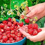 SeedsUP - 100+ Alpine Strawberry Baron Solemacher Everbearing - Fruit Red photo / $8.93 ($0.09 / Count)