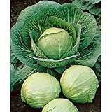 David's Garden Seeds Cabbage Dutch Early Round 2358 (Green) 50 Non-GMO, Heirloom Seeds photo / $3.95