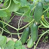 200+ Cucumber Seeds for Planting, Non-GMO, Premium Heirloom Seeds photo / $10.99 ($0.05 / Count)