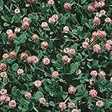 Strawberry Clover - 1 LB ~270,000 Seeds - Hay, Silage, Green Manure or Farm & Garden Cover Crops - Attracts Pollinators photo / $20.18 ($1.26 / Ounce)