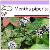 SAFLAX - Menthe poivrée - 300 graines - Mentha piperita photo / 3,75 € (0,01 € / unité)