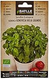 Albahaca Genovesa hoja grande – ECO foto / 1,76 €