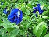 30 Seeds Thai Butterfly Pea Seeds photo / $15.00 ($0.50 / Count)