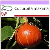 SAFLAX - Calabaza Hokkaido - 10 semillas - Cucurbita maxima foto / 3,95 €